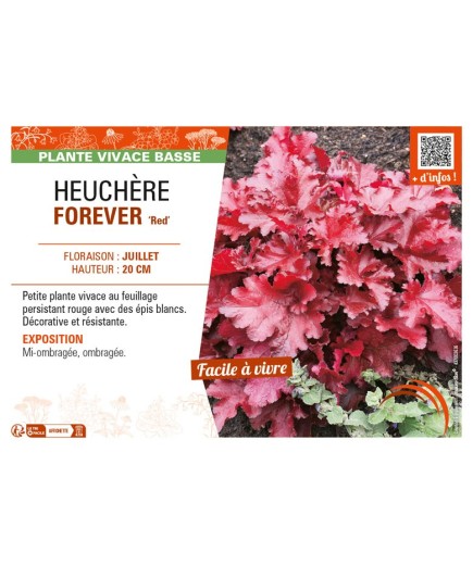 HEUCHERA FOREVER 'Red