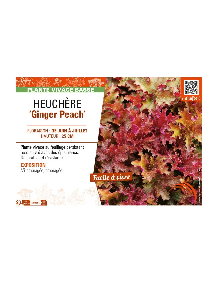 HEUCHERA Ginger Peach