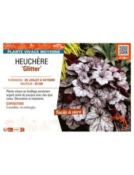 HEUCHERA Glitter