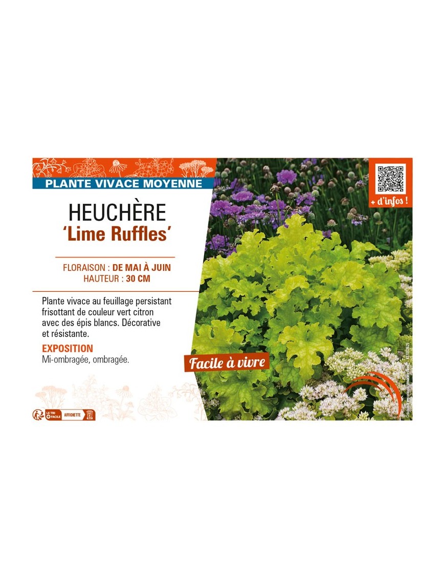 HEUCHERA Lime Ruffles