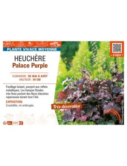 HEUCHERA PALACE PURPLE