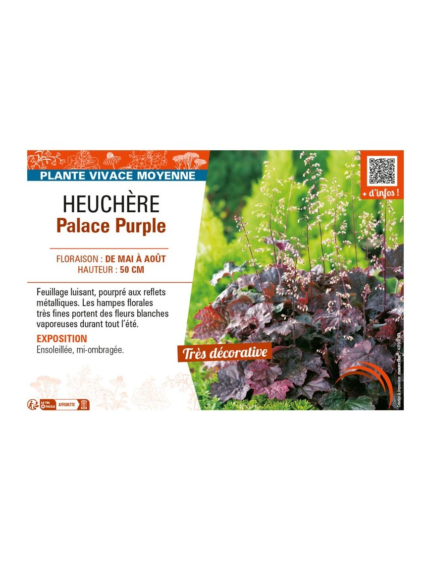 HEUCHERA PALACE PURPLE