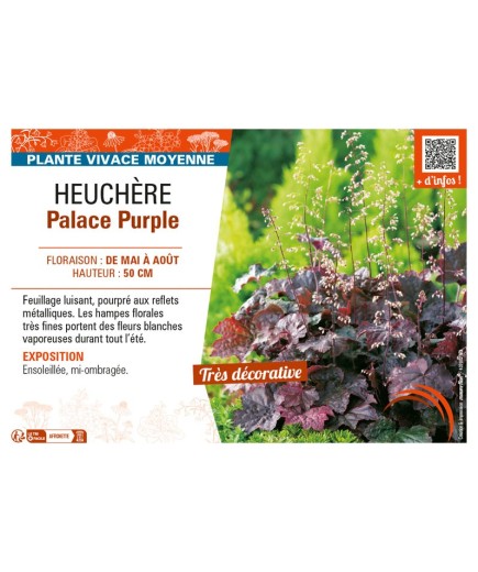 HEUCHERA PALACE PURPLE