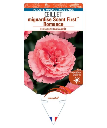 DIANTHUS plumarius Scent FirstTM Romance voir Œillet mignardise