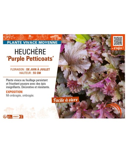 HEUCHERA Purple Petticoats