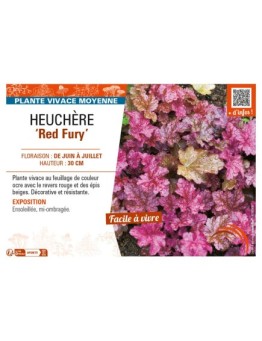 HEUCHERA Red Fury