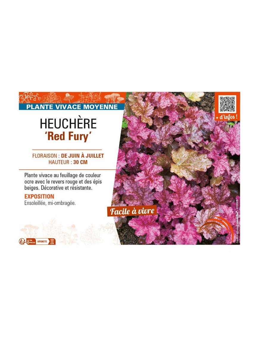 HEUCHERA Red Fury