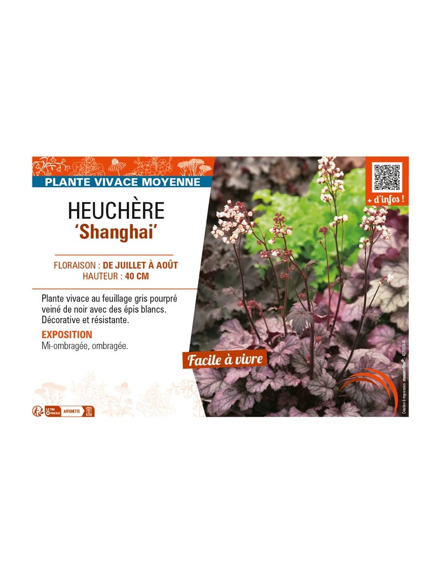 HEUCHERA Shanghai