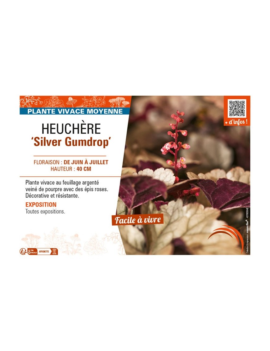 HEUCHERA Silver Gumdrop