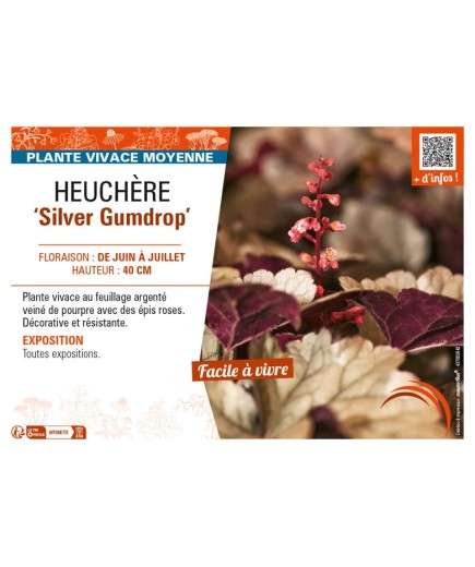 HEUCHERA Silver Gumdrop