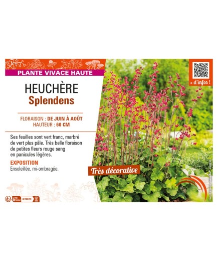 HEUCHERA SPLENDENS