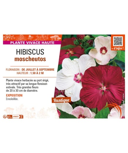 HIBISCUS MOSCHEUTOS (varié)