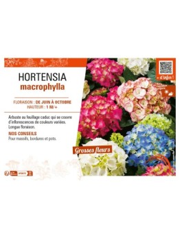 HORTENSIA MACROPHYLLA