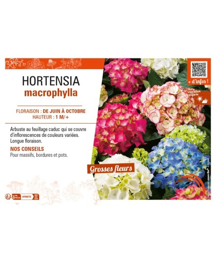 HORTENSIA MACROPHYLLA