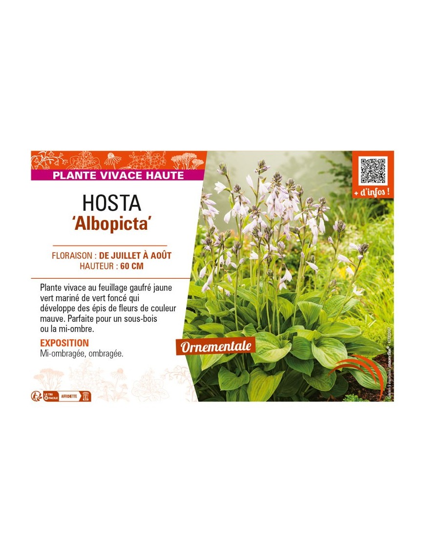 HOSTA (fortunei) Albopicta