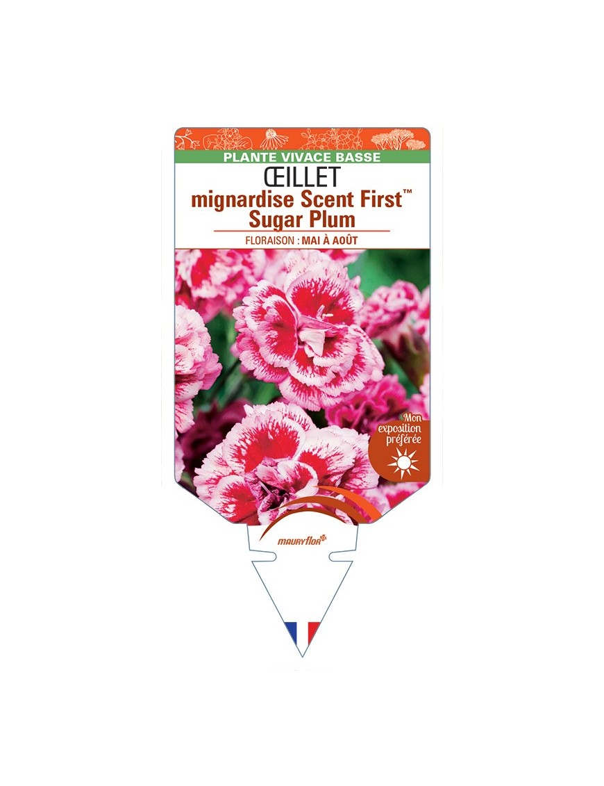 DIANTHUS plumarius Scent FirstTM Sugar Plum voir Œillet mignardise