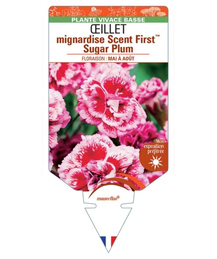 DIANTHUS plumarius Scent FirstTM Sugar Plum voir Œillet mignardise