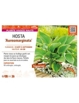 HOSTA (fortunei) Aureomarginata