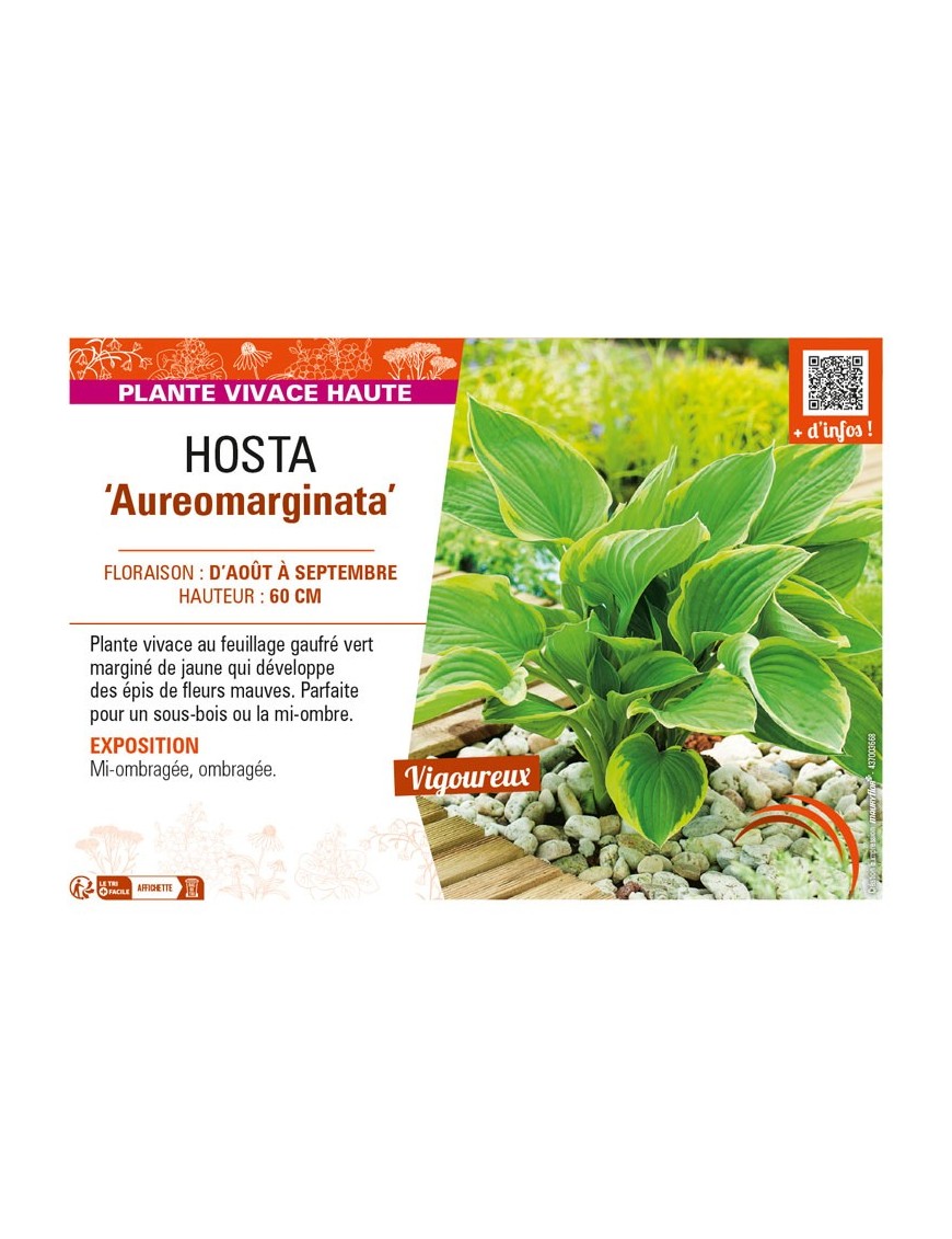 HOSTA (fortunei) Aureomarginata