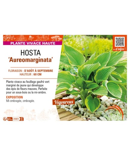 HOSTA (fortunei) Aureomarginata