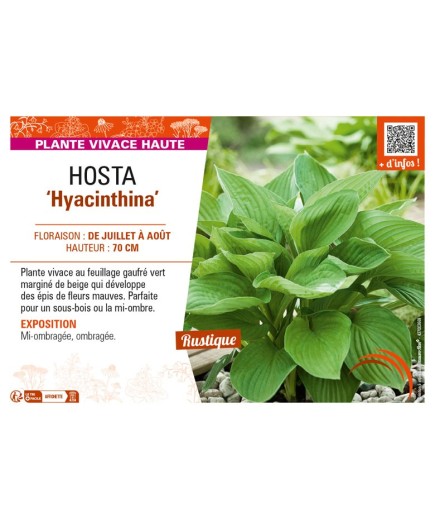 HOSTA (fortunei) Hyacinthina