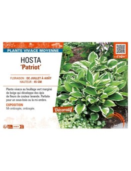 HOSTA (fortunei) Patriot