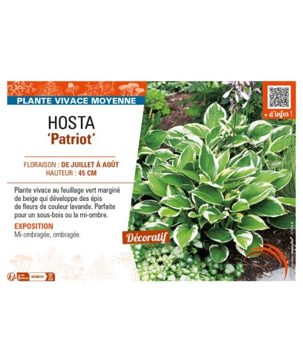 HOSTA (fortunei) Patriot