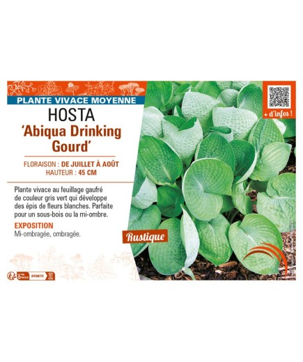 HOSTA (sieboldiana) Abiqua Drinking Gourd