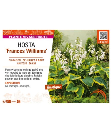 HOSTA (sieboldiana) Frances Williams