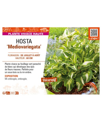 HOSTA (undulata) Mediovariegata