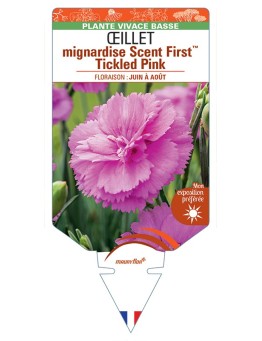 DIANTHUS plumarius Scent FirstTM Tickled Pink voir Œillet mignardise