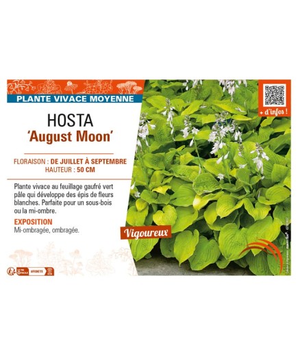 HOSTA August Moon