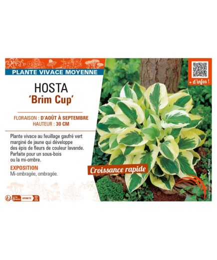HOSTA Brim Cup