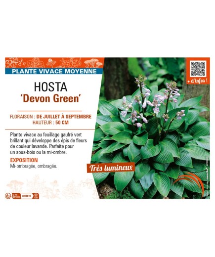 HOSTA Devon Green