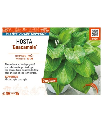 HOSTA Guacamole
