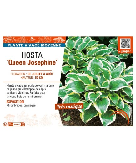 HOSTA Queen Josephine