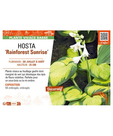 HOSTA Rainforest Sunrise