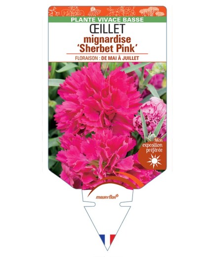 DIANTHUS plumarius Sherbet Pink voir Œillet mignardise