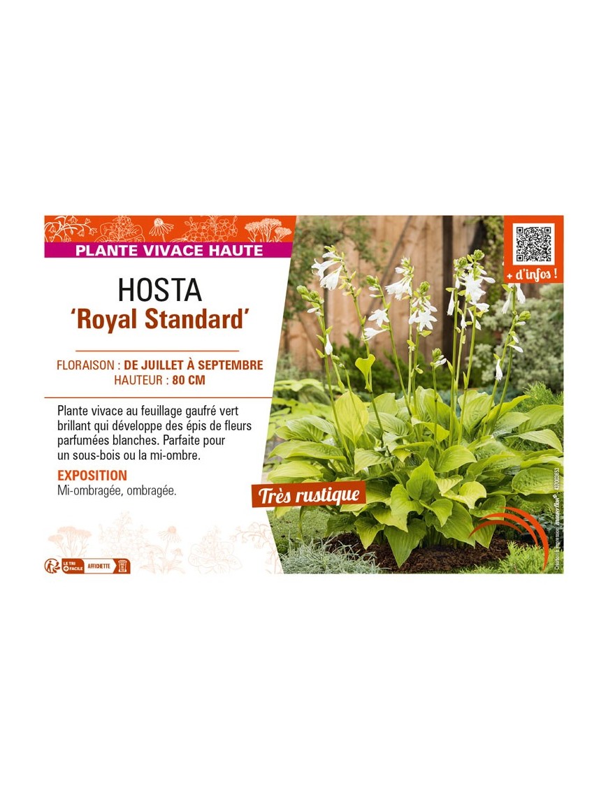 HOSTA Royal Standard