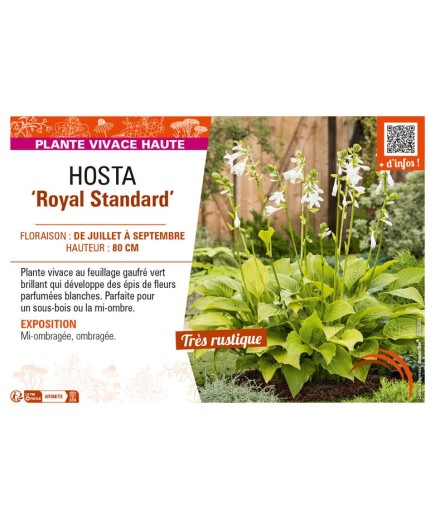 HOSTA Royal Standard
