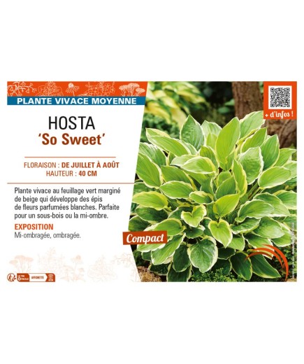 HOSTA So Sweet