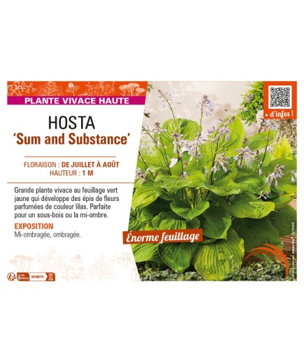HOSTA Sum and Substance