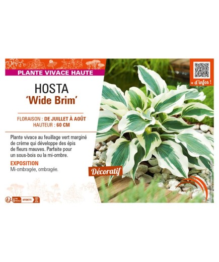 HOSTA Wide Brim