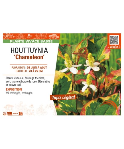 HOUTTUYNIA (cordata) Chameleon