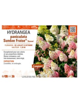 HYDRANGEA paniculata Sundae Fraise® Rensun