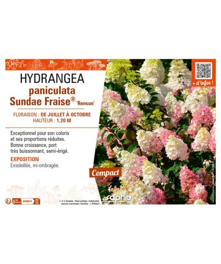 HYDRANGEA paniculata Sundae Fraise® Rensun