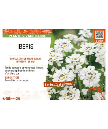 IBERIS