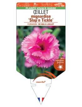 DIANTHUS plumarius Slap'n Tickle voir Œillet mignardise (rose)