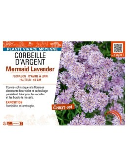IBERIS SEMPERVIRENS voir CORBEILLE D’ARGENT MERMAID LAVENDER