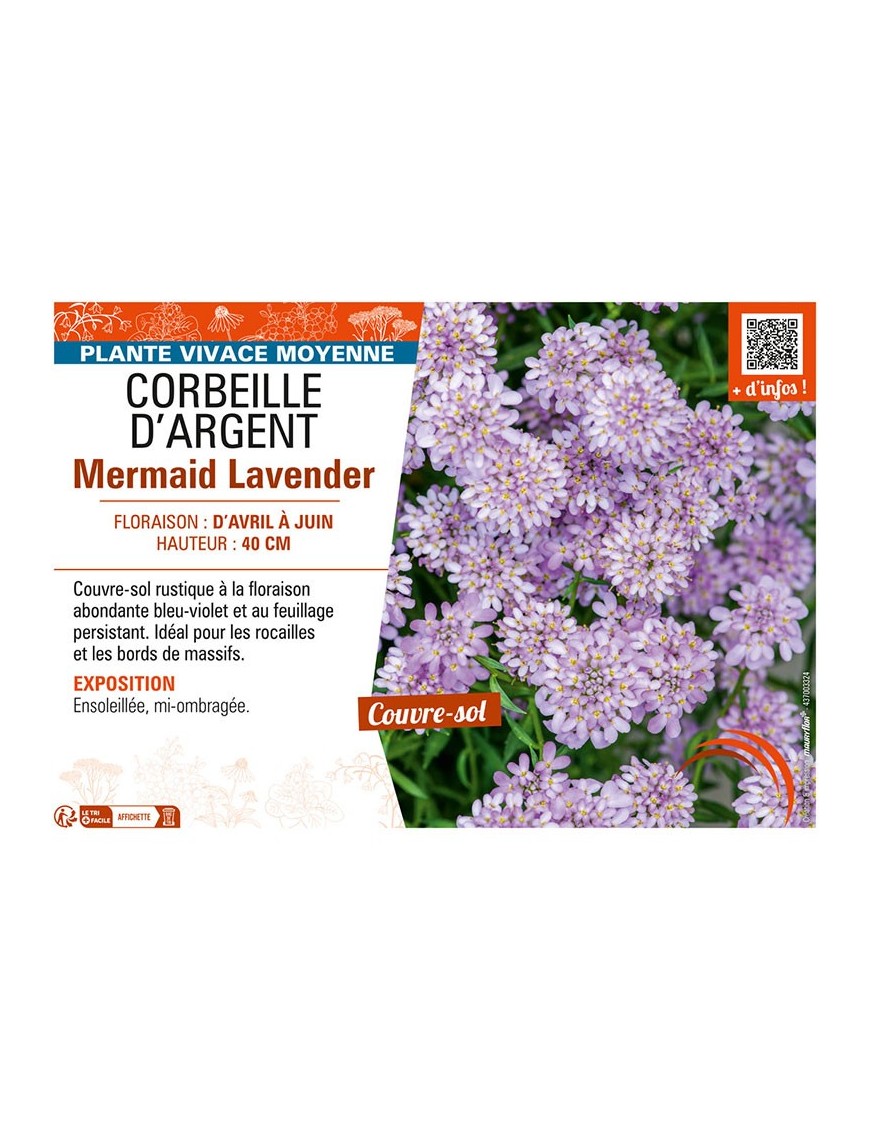 IBERIS SEMPERVIRENS voir CORBEILLE D’ARGENT MERMAID LAVENDER